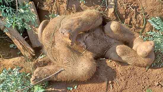 Elephant calf dies after falling into trench made for laying railway signal cables
