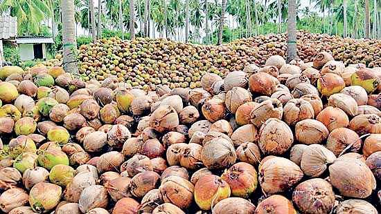 Coconut supply shortfall threatens SL’s domestic and export markets: CCCI