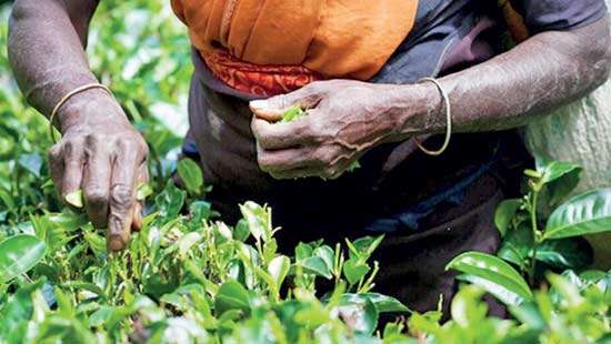 Sri Lanka’s 400 MnKg tea target overambitious, says industry veteran