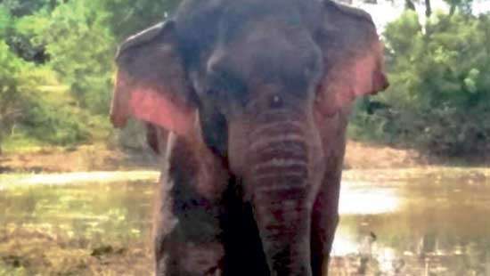 Wild elephant subjected to gunshot injuries in critical condition