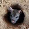 Over 1,000 rat fever cases reported in Ratnapura