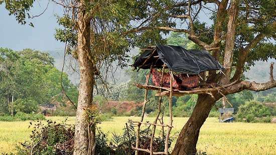 Human-Elephant Conflict in Horowpathana