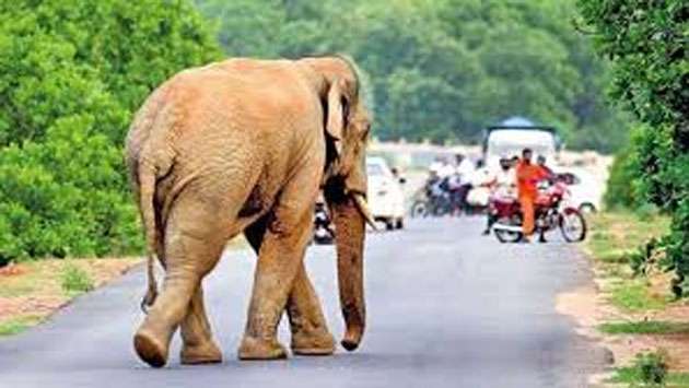 Court of Appeal calls for urgent action on human-elephant conflict