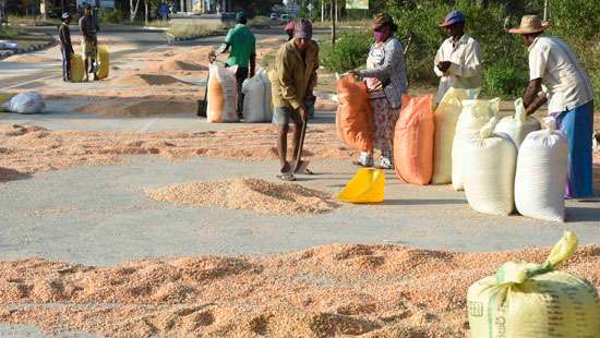 Rich maize harvest