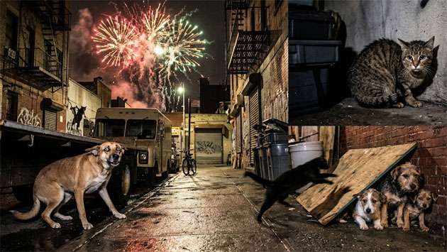 Over 10,000 pets suffer in fireworks fallout