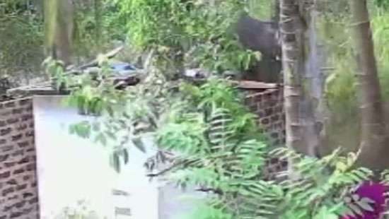 Wild elephant attack claims life of young woman