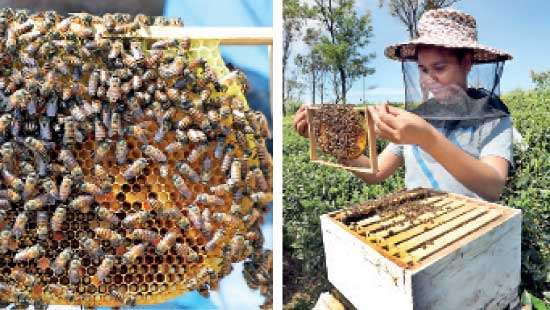 Dilmah Conservation Is Building Back Better For Bees With ‘Bee A Keeper’