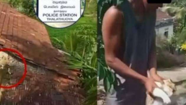Two arrested over viral cat cruelty incident in Thalathuoya - Breaking News
