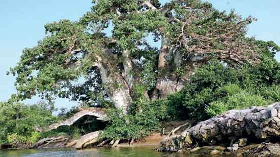 ‘Gange Wadiya’ and the adventure tale of Baobab tree