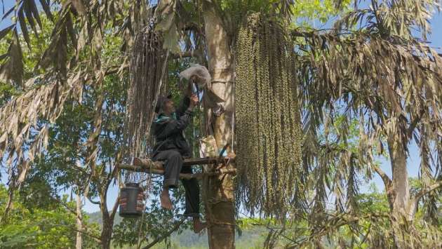 Sri Lanka’s traditional Kithul tapping added to UNESCO’s Intangible Cultural Heritage list