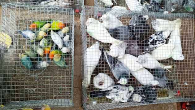 Three held for smuggling pigeons, African love birds, flying squirrels