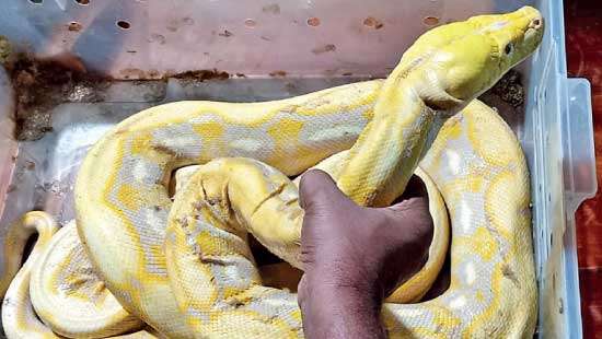 Smugglers netted with 13 pythons, 3 birds and chameleon