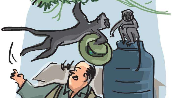 Troop of monkeys invade Wildlife DG’s residence