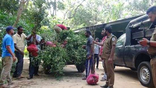 Tree uprooting racket in Sigiriya Forest Reserve busted