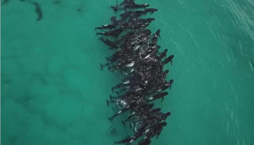 PHOTOS: Super Pod of 200 Pilot Whales Die in Mass Stranding in Australia