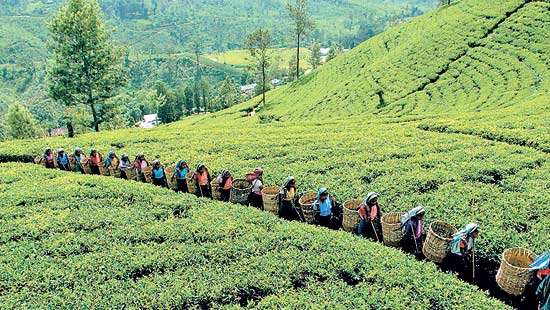 SL’s plantation sector sounds alarm over 30% US tariff