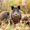 Sri Lanka risks loss of entire wild boar population