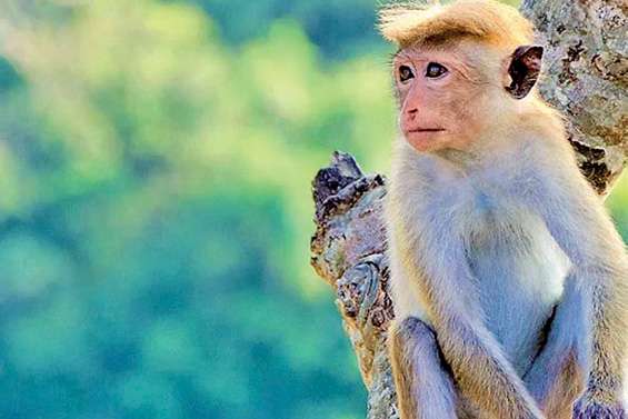 Farmers allowed to act against monkeys: environmentalist