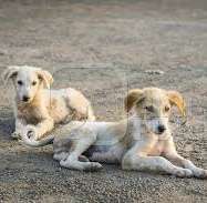 Despite sterilisation, vaccination, irresponsible puppy abandonment continues: Veterinarians