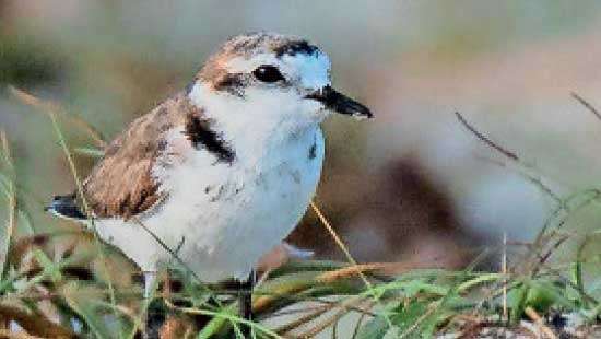 Introducing the Hanuman Plover:  An ornithological treasure from Sri Lanka