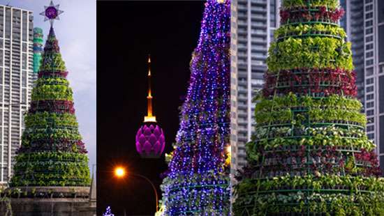 Christmas tree made of vegetable plants