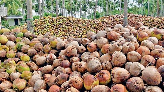 Strengthening domestic coconut industry to regain its humble reputation