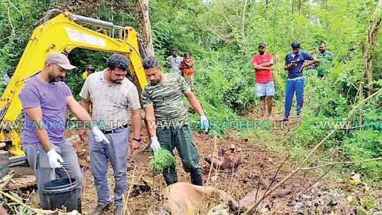 Wild elephant killed, burned and buried; suspect arrested