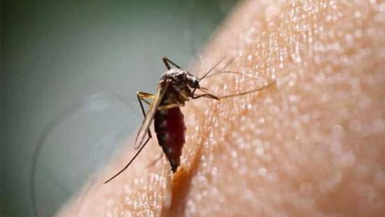 Considerable  increase in dengue in Kandy, Kegalle, Galle, Kurunegala districts