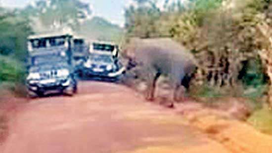 Internal battle puts Wildlife at risk -Probe ordered over harassment of elephant