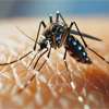 GMOA raises alarm over hidden dengue cases