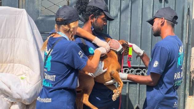 WECare vaccinates more than 32,000 dogs , expands aid after flood