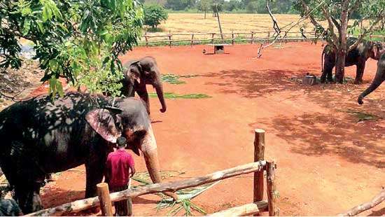 First elephant breeding ground, hospital opened in Habarana