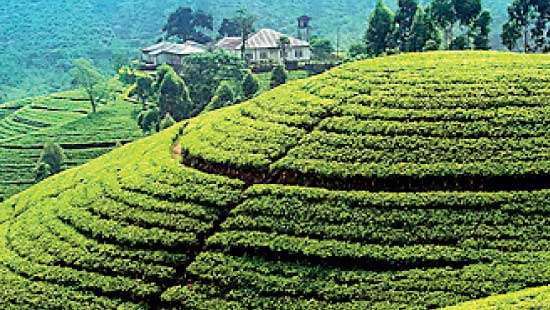 Tea prices edge higher in May