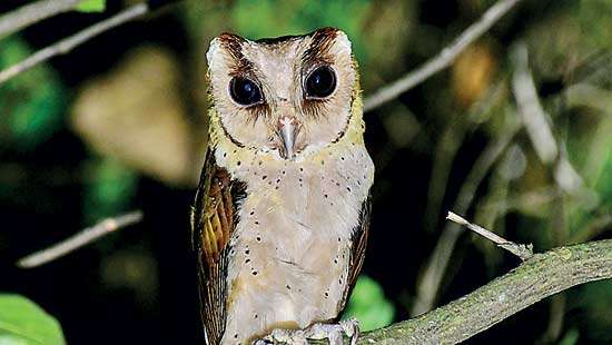 ඇයි owl ද? Unmasking the Night’s Wisest Hunters in Colombo