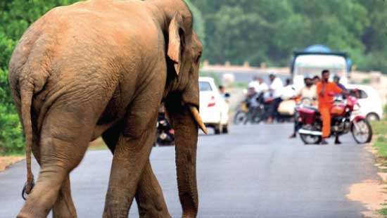 Wild elephant goes berserk, three vehicles damaged