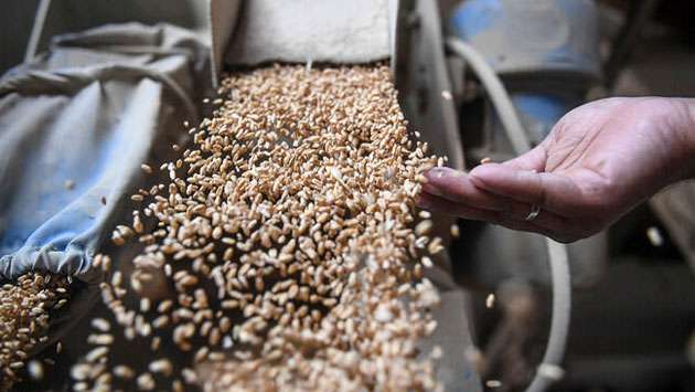 Pakistani government’s mixed signals on wheat pricing expose deep policy incoherence