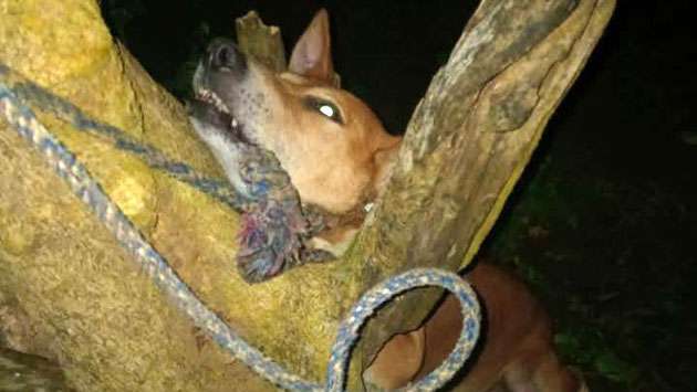Mediation Board says hang the dog and send a photo