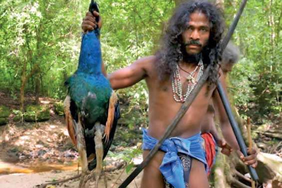 Peacock slaughtered, roasted and eaten: Police Hunt Vedda members, foreign national after viral video