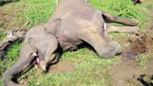 Environment Ministry orders tough action against elephant killings