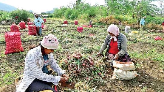 Dambulla onion farmers urge import controls to protect local harvest