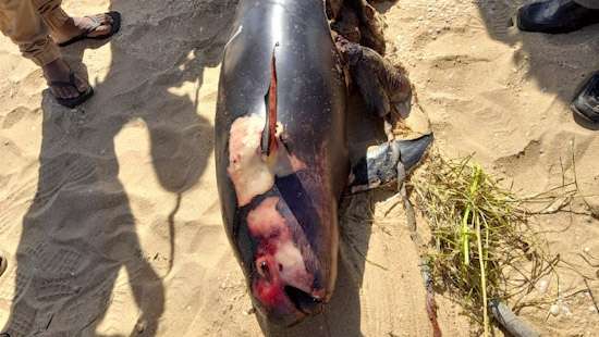 Nine dolphins washed ashore in sea off Alampil, Mullaitivu