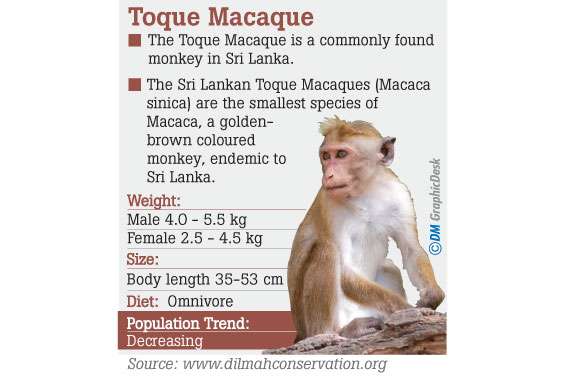 Toque monkeys could be heading for labs  in China: CEJ