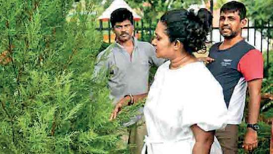 People were busy purchasing christmas trees in Colombo despite the prevailing economic down turn