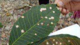 Rubber plantations advised to be alert on fast spreading leaf disease