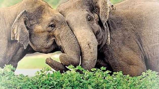 Homosexual behaviour observed among wild elephants