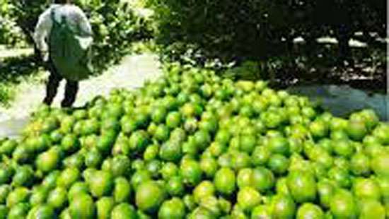 Lime prices up but cultivators incur losses