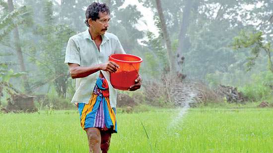 The paddy cultivators in Monaragala and Buttala have started the Maha cultivation and they are at present applying fertiliser to the two-week-old paddy.