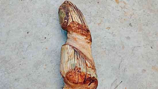 Ruhunu Kataragama Devalaya tusker Vasana’s tusk partially broken