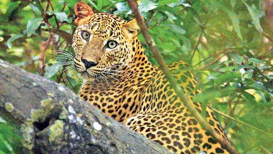 WNPS Monthly Lecture CONSERVATION OF THE SRI LANKAN LEOPARD