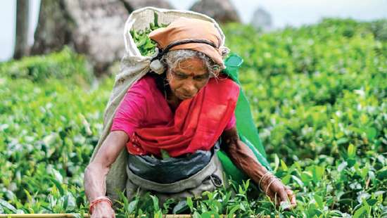 May tea output rises 2.9% YoY